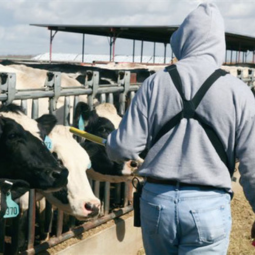 Back of male worker walking in front of cows