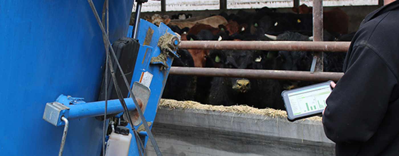 A farmer uses a tablet on a cattle farm